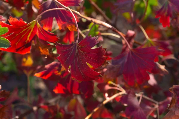 Цветные Осенние Кусты Смородины Солнечный День Вблизи — стоковое фото