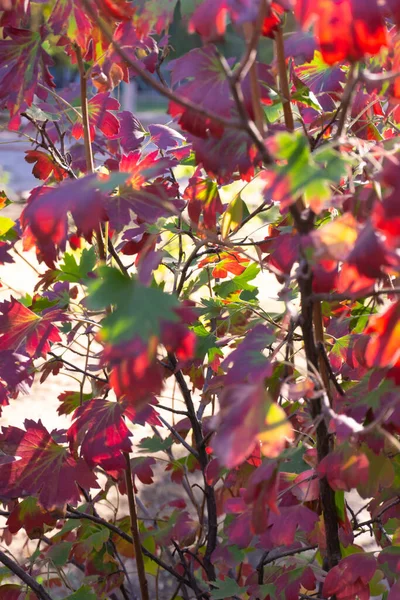 Arbusto Passa Corinto Outono Colorido Dia Ensolarado Perto — Fotografia de Stock