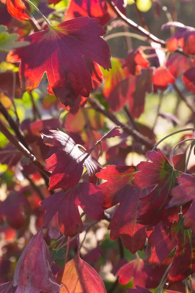 Cassis Automne Coloré Par Une Journée Ensoleillée Gros Plan — Photo