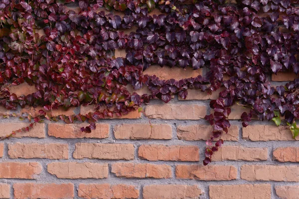 Mattone Muro Coperto Con Sfondo Edera Rossa — Foto Stock