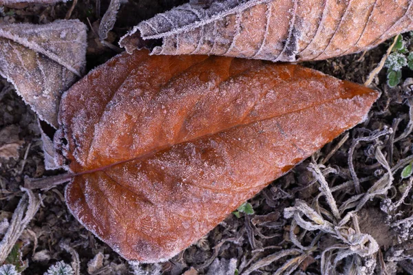 Foglie Multicolori Cadute Nell Erba Ricoperte Gelo Ravvicinato — Foto Stock