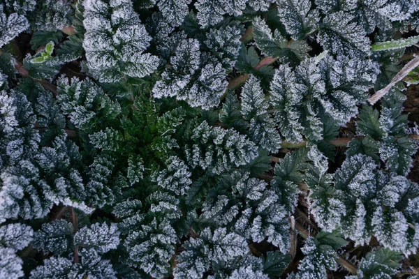 Grüner Farn Mit Frost Bedeckt Nahsicht Von Oben — Stockfoto