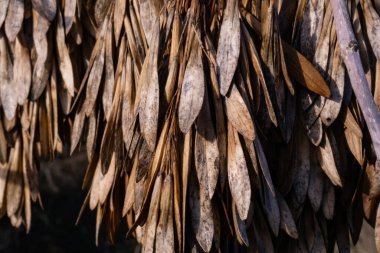 Dişbudak ağacı tohumları