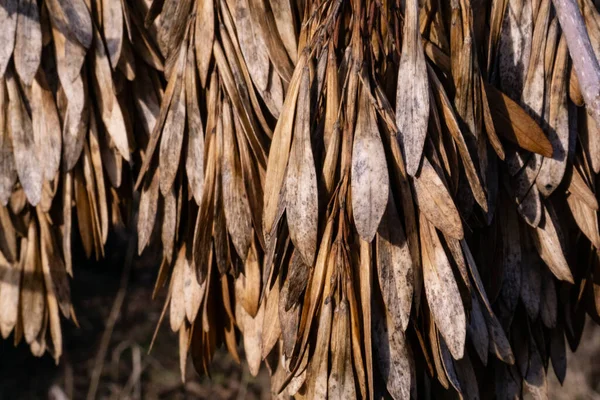 Семена Ясеня — стоковое фото