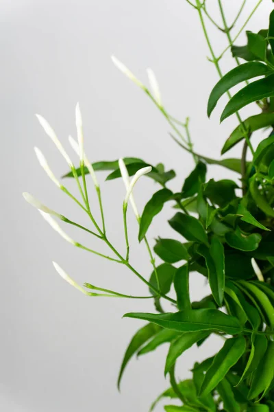 Blühender Jasmin Mit Weißen Blüten Und Grünen Blättern Auf Hellem — Stockfoto