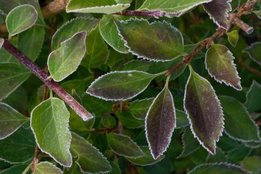 Yeşil mor yapraklı ağaç dalları ilk donla kaplıdır.