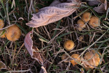 Çimenlerdeki son sonbahar mantarları Düşen yaprakların arasında kırağı kaplamıştı