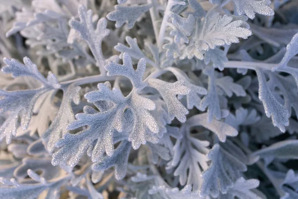 Foglie Cineraria Blu Argenteo Gocce Rugiada — Foto Stock