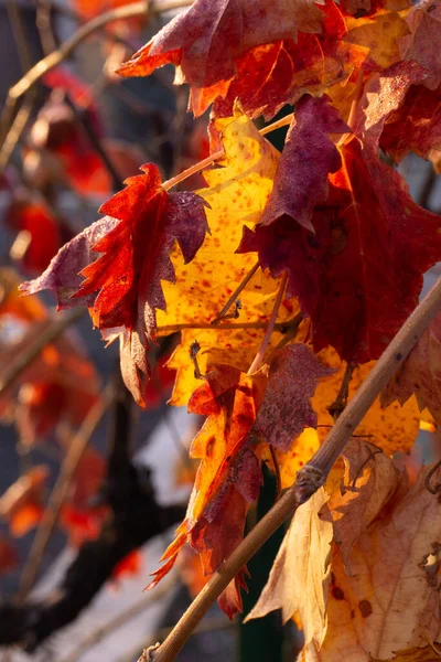 Vinha Vermelho Amarela Parte Dia Ensolarado Jardim Outono — Fotografia de Stock