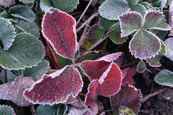 Foglie Fragola Rosso Verde Nel Giardino Coperto Con Primo Gelo — Foto Stock