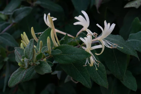 秋天的早晨 长着白花的金银花枝条和绿叶 上面撒满了露珠 — 图库照片