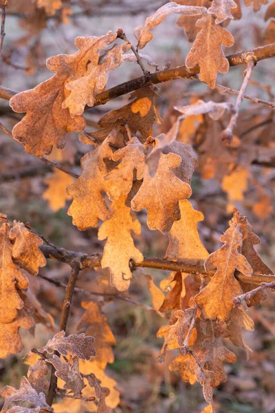 Oak branches with orange dry leaves covered with frost in the rays of the morning sun with a blurred background