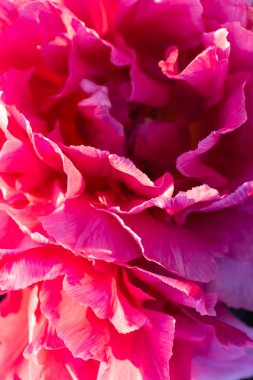 Parlak pembe taç yaprakları yakın plan