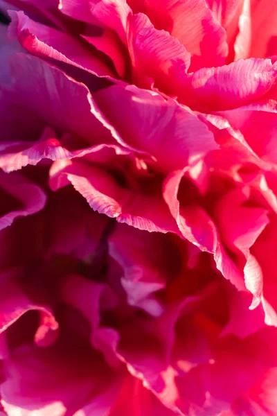 Bright Pink Petals Background Close — Stock Photo, Image