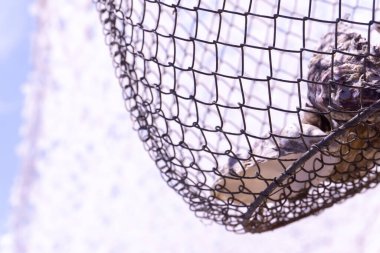 Güneşli bir günde kumsalda bir ağda istiridye kabuğu.