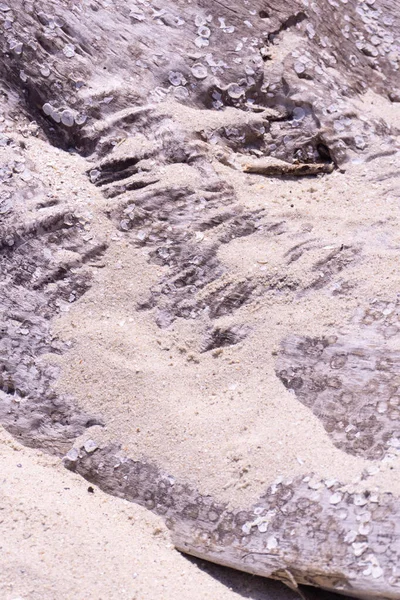 Verwitterter Baum Von Den Wellen Auf Den Sandstrand Geworfen — Stockfoto