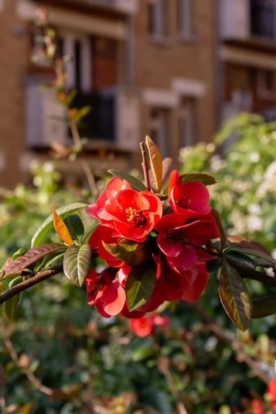背景がぼやけている赤いキンポウゲの花を持つ枝 — ストック写真