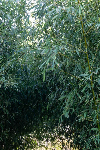 Boschetto di bambù in una giornata di sole — Foto Stock