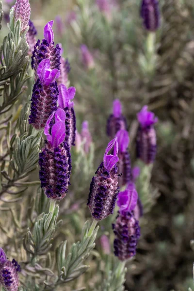 Lavendelstruik met grote paarse bloemen — Stockfoto