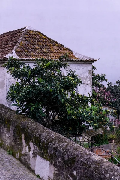 Uma árvore com frutos ao lado de uma casa abandonada — Fotografia de Stock