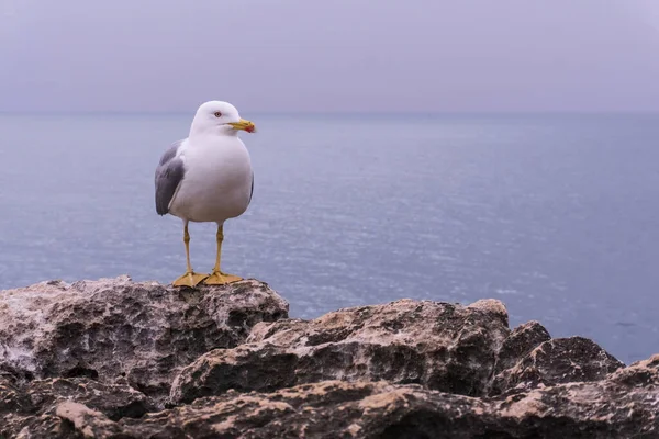 Gaivota branca sobre uma rocha acima do oceano — Fotografia de Stock