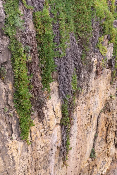 高い崖の上に多肉植物の緑とピンクの芽 — ストック写真