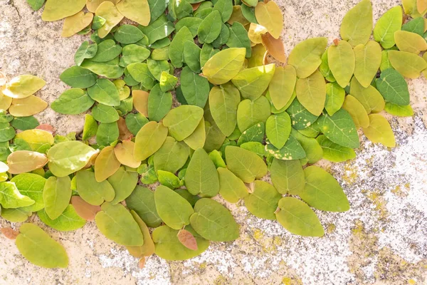 Tiros Pequenas Folhas Coloridas Ficus Pumila Anão Uma Parede Dia — Fotografia de Stock