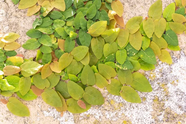 Giri Piccole Foglie Colorate Nano Ficus Pumila Muro Una Giornata — Foto Stock