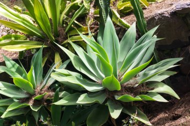 Gün boyunca parkta yeşil agave çalıları