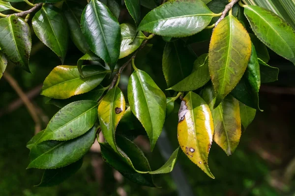 Ramo Con Foglie Verde Lucido Sfondo Vicino — Foto Stock