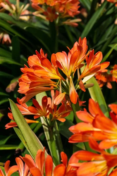 Flores Laranja Clivia Miniata Jardim Dia Ensolarado Perto — Fotografia de Stock
