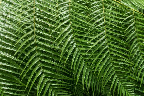 巨大な緑のシダの枝の背景を閉じる — ストック写真