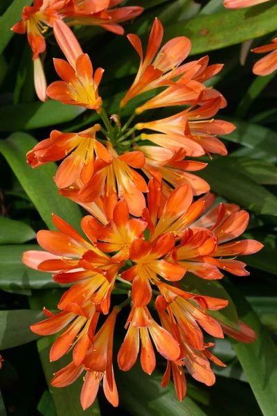 Flores Laranja Clivia Miniata Jardim Dia Ensolarado Perto — Fotografia de Stock