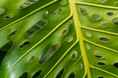 Sulu yeşil canavar yaprağı delikleri doğal yapraklı arka planı yakın.