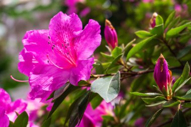 Neon mavisi Azalea çiçekleri yakın bir dalda.