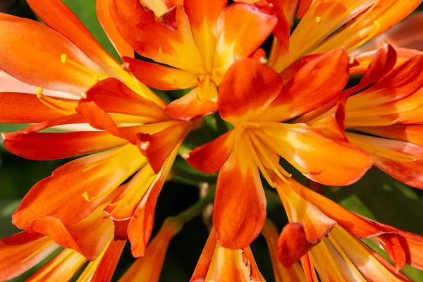 Orange Flowers Clivia Miniata Garden Sunny Day Close — Stock Photo, Image