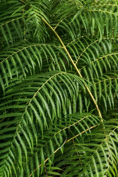 Giant Green Fern Branch Background Close — Stock Photo, Image