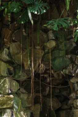 Sarmaşıkların, canavarların ve eğreltiotlarının arka planda asılı olduğu bir taş duvar.