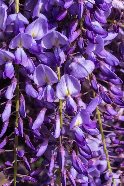 Lilac Wisteria Inflorescence 가까이 — 스톡 사진