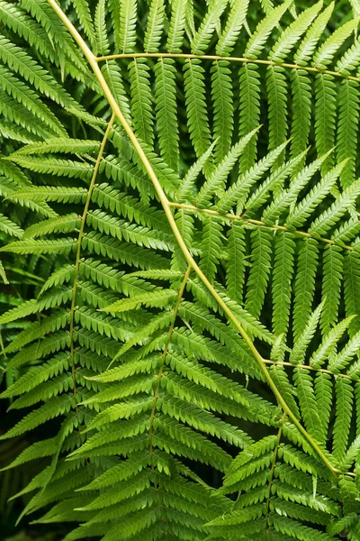 Gigante Verde Felce Ramo Sfondo Primo Piano — Foto Stock