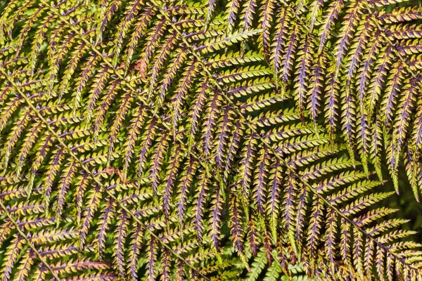 보라색 양치식물은 — 스톡 사진