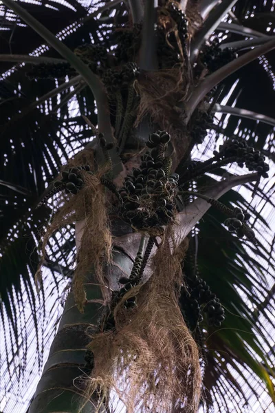 Yeşil meyveli Ptychosperma palmiyesi