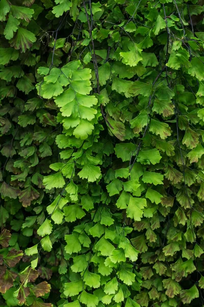Folhas Verdes Feto Adiantum Close Fundo — Fotografia de Stock