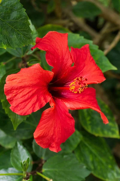Duży Czerwony Kwiat Hibiskusa Krzaku Bliska — Zdjęcie stockowe