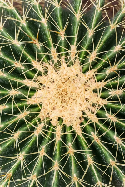 Cactus Rotondo Con Aghi Vista Dall Alto — Foto Stock