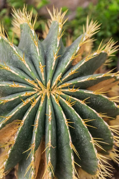 Cactus Rotondo Costine Con Aghi Vista Dall Alto — Foto Stock