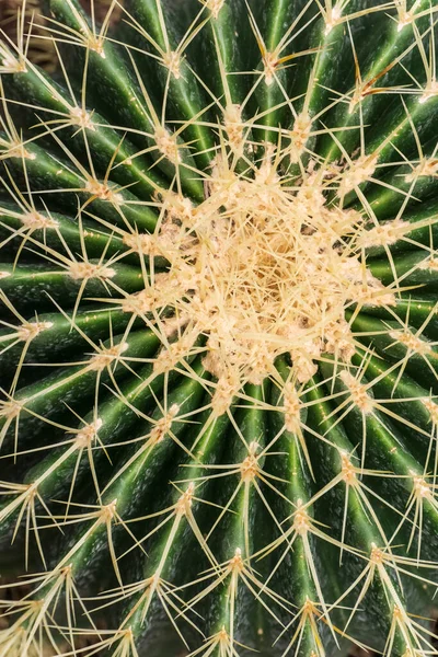 Cactus Rotondo Con Aghi Vista Dall Alto — Foto Stock