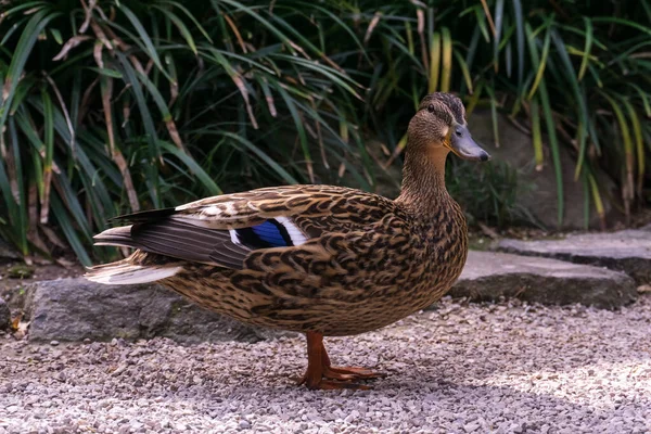 Duck on the path in the park close up