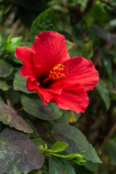 Duży Czerwony Kwiat Hibiskusa Krzaku Bliska — Zdjęcie stockowe