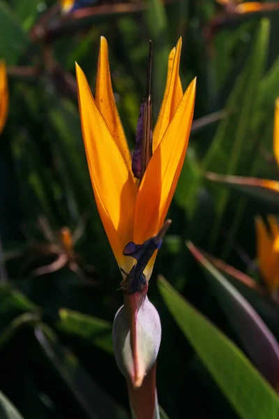 Bright Orange Strelitzia Flower Sun Rays — 스톡 사진